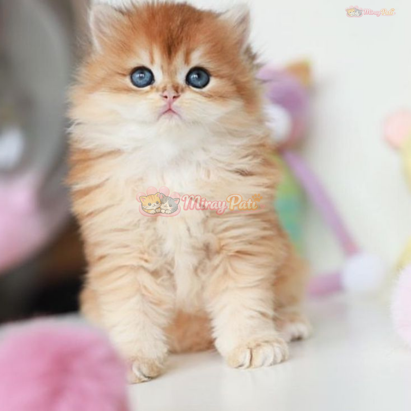 British Longhair Golden Shell NY12-2