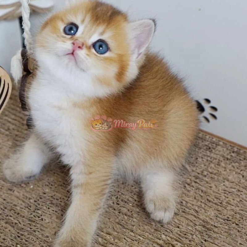 Britsih Shorthair Golden Shaded Ny111-6