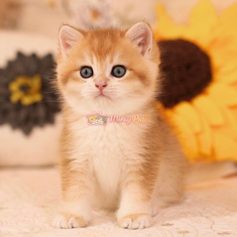 Britsih Shorthair Golden Shaded Ny12-10
