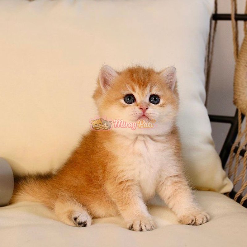 Britsih Shorthair Golden Shaded Ny12-8