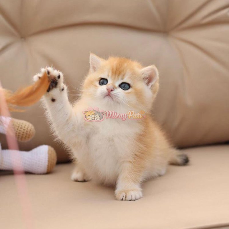 British Shorthair Golden Shell Ny12-11